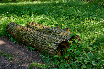 Log stump wood moss./Summer, Belarus, Grass, Beauty, Bush