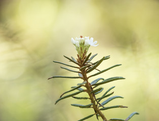 Beautiful fresh marsh tea in summer bright
