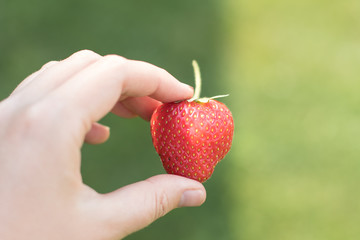 Hand hold Fresh harvested ripe red organic perfect strawberry . Healthy Food Zero Calories Diet Vitamins Nutrition Harvest