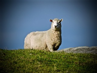 Fototapeta premium Vigilant Sheep