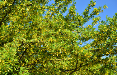 Fototapeta na wymiar Caragana tree with yellow flowers.