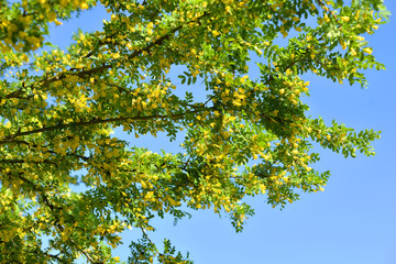 Caragana tree with yellow flowers.
