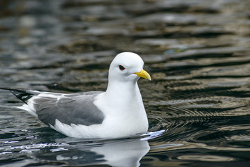 seagull