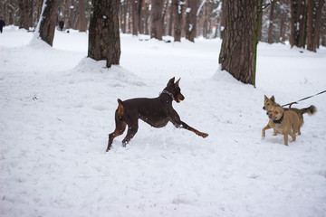 Fighting dogs,Two dogs grin against each other.
