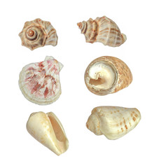 big sea shell isolated on white