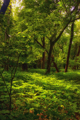 Summer Kansas Forest