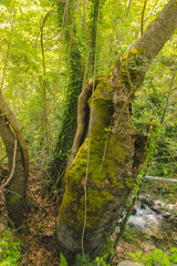 stump tree roots at green forest