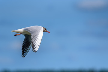 a flying seagull against the sky