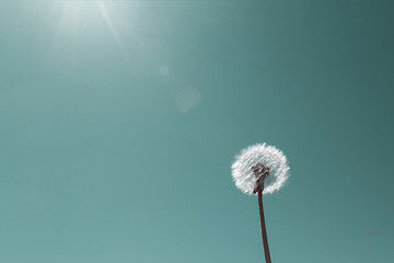 Dandelion seed against clear sky