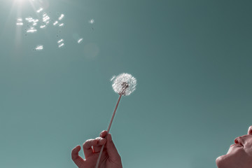 Dandelion seed against clear sky