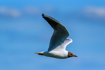 a flying seagull against the sky