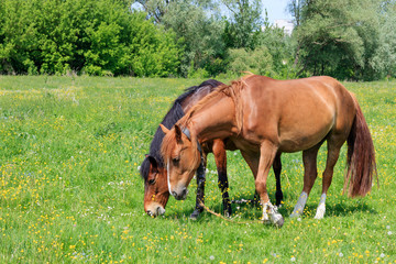 Two brown horses grazing in green grass of the meadow on a sunny summer day
