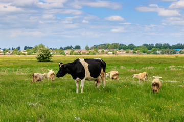 Cow and a herd of sheep in a green meadow on a sunny summer day