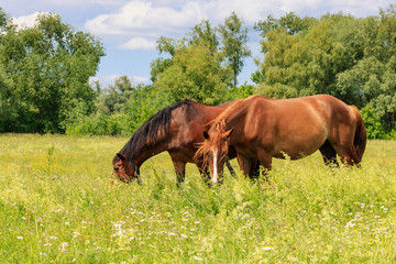 Two horses graze on the green grass of the meadow on a sunny summer day