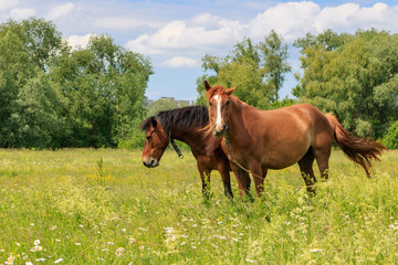 Brown horses stand in green grass of a meadow on a sunny summer day