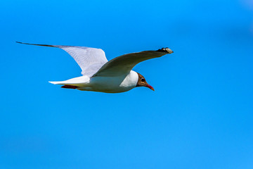 Fototapeta na wymiar a flying seagull against the sky