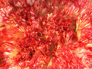 Inside a red Carnation