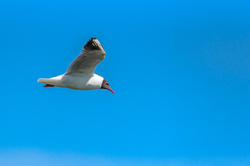 a flying seagull against the sky