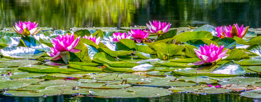 Seerosen (Nymphaea)
