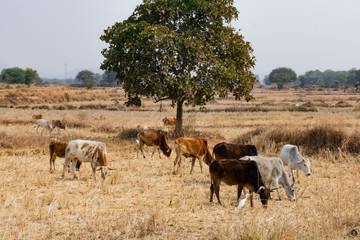 Fototapeta premium A group of bull & cow grazing paddy straw on paddy field after harvesting in winter season.