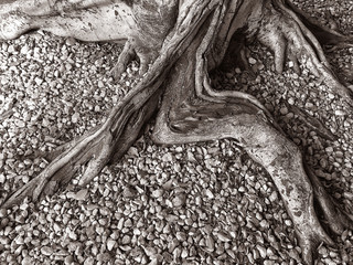 Fototapeta premium Black And White tree stump