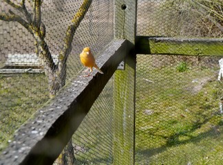 Gelber Sittich im Vogelkäfig