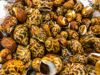 Spotted Babylon Snail freeze in market