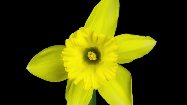 Narciso abriendose flores