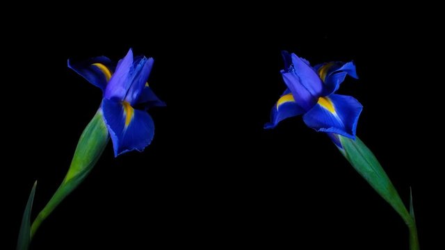Lirios abriendose flores