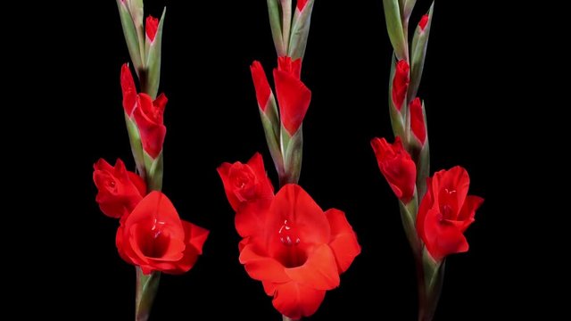 Gladiolos abriendose flores
