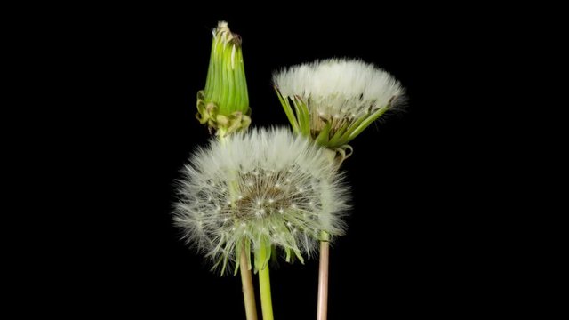 Dientes de le&oacute;n abriendose flores