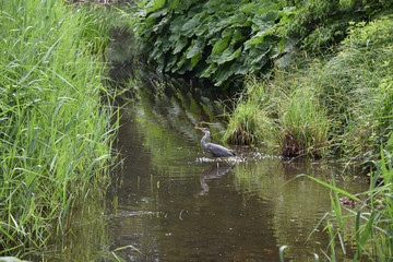 Czapla w naturalnym srodowisku
