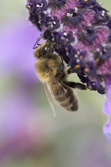 Tawny Mining Bee (Andrena fulva) on Lavandula (Lavender)