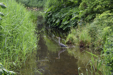 Czapla w naturalnym srodowisku