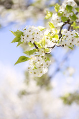 Blossom