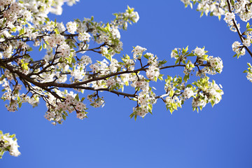 Blossom