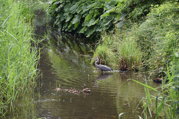 Czapla w naturalnym srodowisku