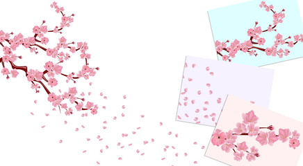 Branches with pink flowers and cherry buds. Sakura. The petals fly in the wind on white and colored backgrounds. illustration