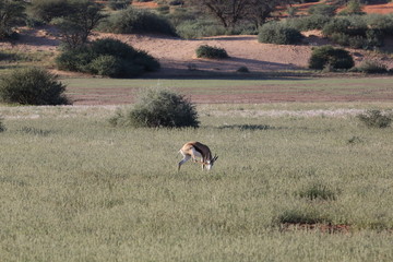 Namibie