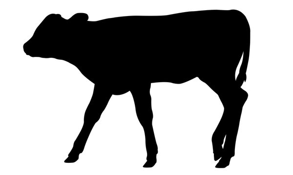 Calf Silhouette Isolated On White