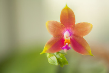 Beautiful rare orchid in pot on blurred background