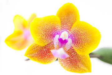 Fototapeta na wymiar Beautiful rare orchid in pot on white background