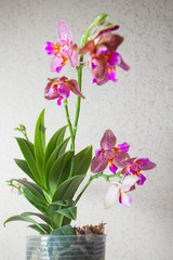 Naklejka na ściany i meble beautiful orchid in pot on window