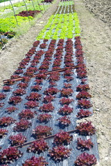 plantation de salades