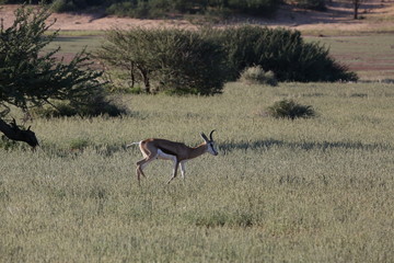 Namibie