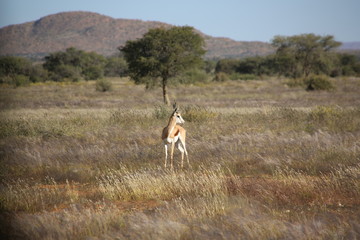 Namibie