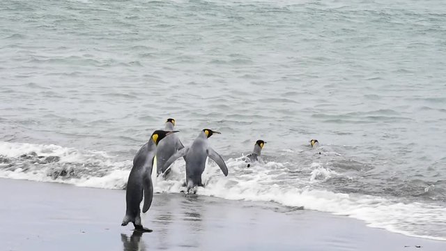 King Penguins on beach