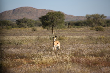 Namibie