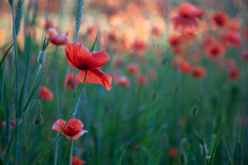 Naklejka premium Field of red poppies in bright evening light