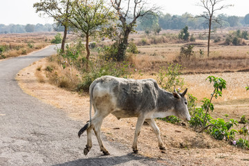 Close view of bull crossing to a rural village road in sunny day.
